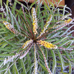 Mahonia eurybracteata - Stachellose Mahonie