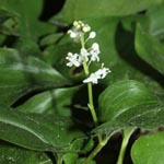Maianthemum bifolium - Zweiblättriges Schattenblümchen