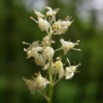 Maianthemum bifolium - Zweiblättriges Schattenblümchen
