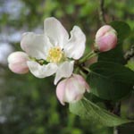 Malus domestica - Apfelbaum