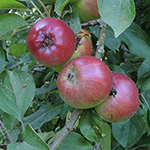 Malus domestica - Apfelbaum