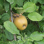 Malus domestica 'Boskop' - Apfelbaum
