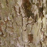 Malus domestica - Kultur-Apfelbaum