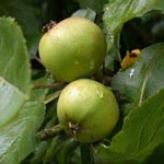 Malus domestica - Kultur-Apfel
