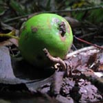 Malus sylvestris - Wild-Apfel, Holz-Apfel