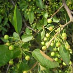 Malus toringo - Toringo-Apfel