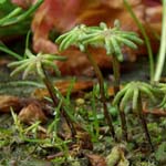 Marchantia polymorpha - Brunnlebermoos