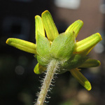 Melampodium montanum - Sterntaler, &quot;Husarenknopf&quot;