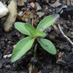 Melampodium montanum - Sterntaler, &quot;Husarenknopf&quot;