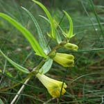 Melampyrum pratense subsp. commutatum - Wiesen-Wachtelweizen
