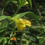 Melampyrum sylvaticum - Wald-Wachtelweizen