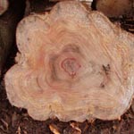 Metasequoia glyptostroboides - Urweltmammutbaum
