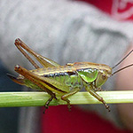 Metrioptera roeselii - Roesels Beißschrecke