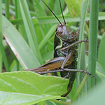 Metrioptera roeselii - Roesels Beißschrecke