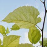 Morus nigra - Schwarzer Maulbeerbaum