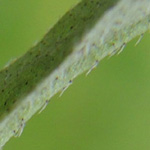 Myosotis nemorosa - Scharfkantiges Sumpf-Vergissmeinnicht