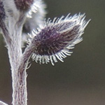 Myosotis ramosissima - Hügel-Vergissmeinnicht