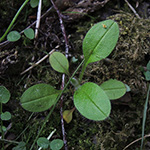 Myosotis sylvatica - Wald-Vergissmeinnicht