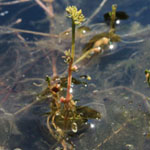 Myriophyllum alterniflorum - Wechselblütiges Tausendblatt