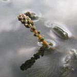 Myriophyllum spicatum - Ähren-Tausendblatt