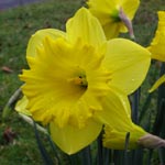 Trompetennarzissen / Trumpet Daffodils (Klasse 1) Meist Einzelblüten, Nebenkrone mindestens so lang wie die Blütenblätter der Hauptkrone, frühe bis mittlere Blütezeit Narcissus Dutch Master