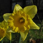 Narcissus Rijnvelds Early Sensation