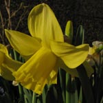 Narcissus Spellbinder