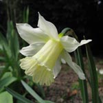 Narcissus W. P. Millner