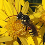 Nomada fucata - Gewöhnliche Wespenbiene