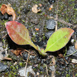 Oenothera biennis agg. - Artengruppe Gewöhnliche Nachtkerze