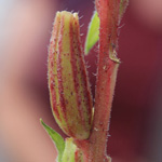Oenothera rubricaulis - Rotstängelige Nachtkerze