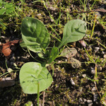 Oenothera biennis agg. - Artengruppe Gewöhnliche Nachtkerze
