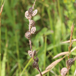 Onobrychis viciifolia - Saat-Esparsette