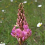 Onobrychis viciifolia - Saat-Esparsette