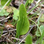 Ophioglossum vulgatum - Gewöhnliche Natternzunge