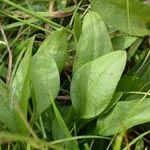 Ophioglossum vulgatum - Gewöhnliche Natternzunge