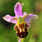 Ophrys apifera - Bienen-Ragwurz