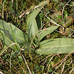 Ophrys apifera - Bienen-Ragwurz