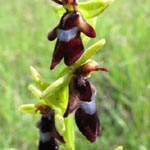 Ophrys insectifera - Fliegen-Ragwurz