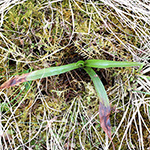 Ophrys insectifera - Fliegen-Ragwurz