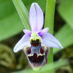 Ophrys scolopax-Hybride - Schnepfen-Ragwurz