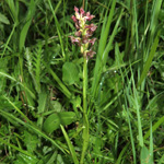 Orchis coriophora - Wanzen-Knabenkraut