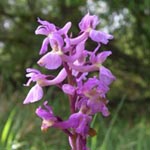 Orchis mascula - Männliches Knabenkraut