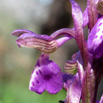 Orchis morio - Kleines Knabenkraut