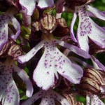 Orchis purpurea - Purpur-Knabenkraut