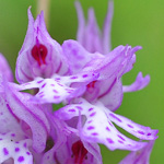 Orchis tridentata - Dreizähniges Knabenkraut