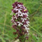 Orchis ustulata - Brand-Knabenkraut