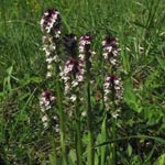 Orchis ustulata - Brand-Knabenkraut