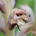 Orobanche caryophyllacea - Nelken-Sommerwurz