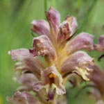 Orobanche lutea - Gelbe Sommerwurz